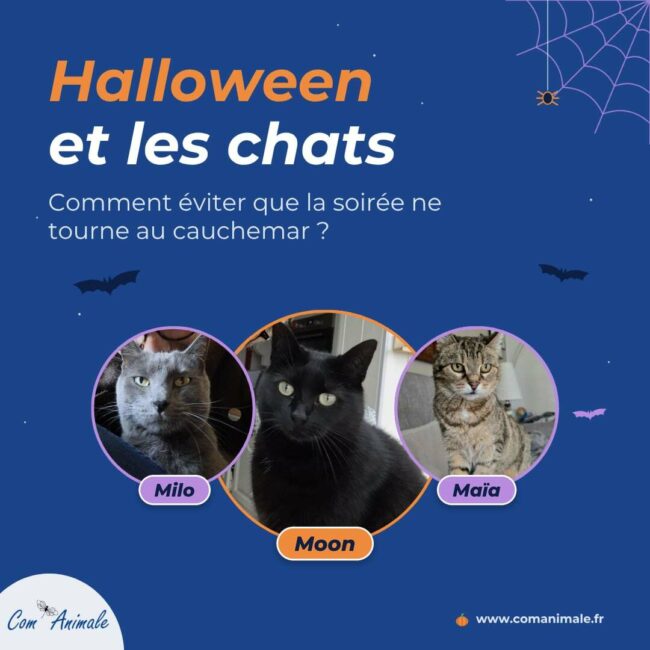 Halloween et les chats