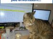 photo d'un chat tigré devant un ordinateur