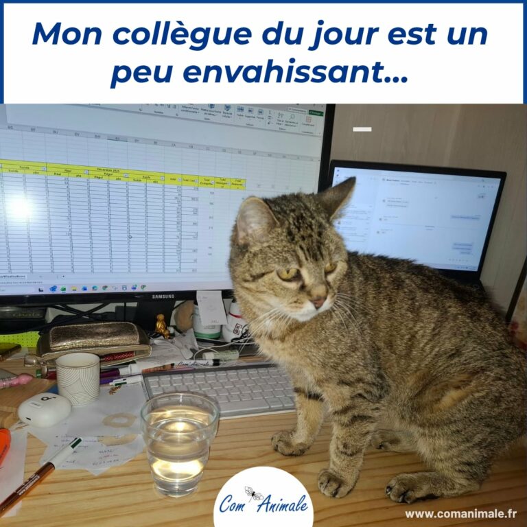 télétravail chat photo d'un chat tigré devant un ordinateur