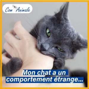 Le chat qui mord la main de son maitre