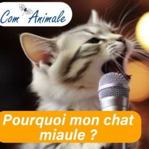 Pourquoi-mon-chat-miaule-1024x538