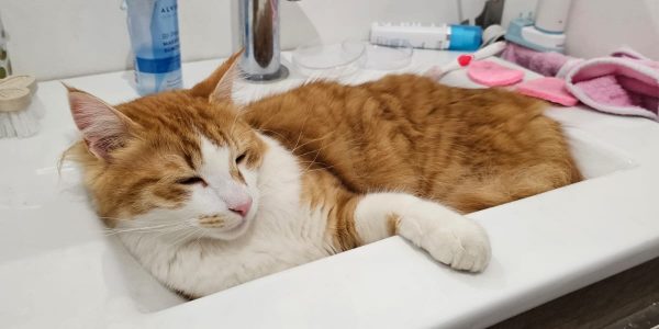 un chat roux et blanc dort dans un lavabo