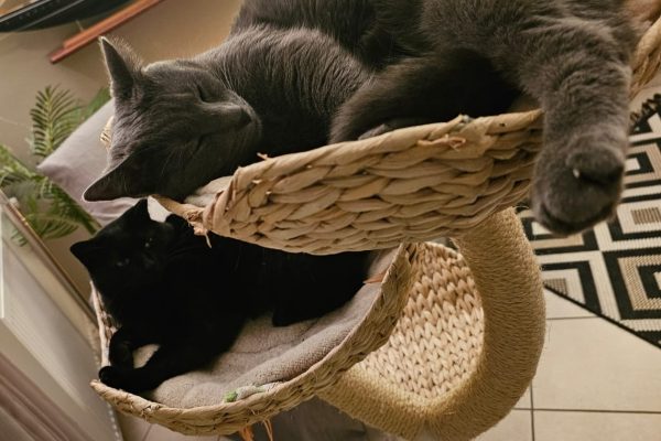 un chat gris foncé et un chat noir dorment sur un arbre à chat