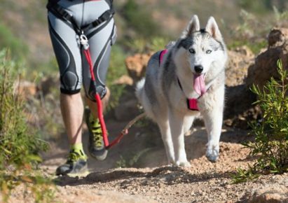 un chien husky court aux côtés d'un homme avec un harnais