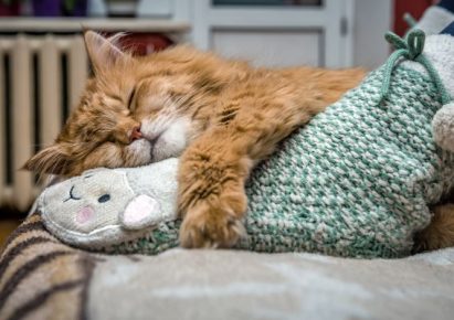 photo d'un chat roux qui dort sur un pied recouvert d'une chaussette verte