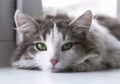 photo d'un chat gris et blanc au yeux vert