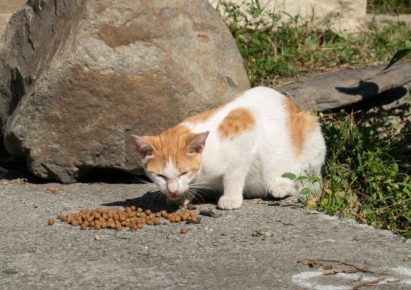 un chat roux est blanc seul dans la nature mange des croquettes