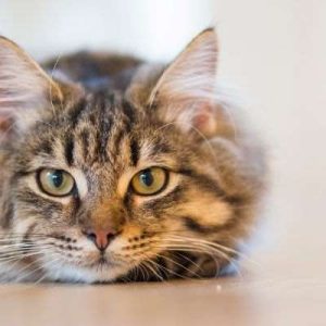 Un chat tigré en gros plan et poilu nus regarde avec ses grands yeux verts