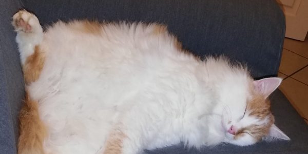 un chat blanc et roux dort sur le dos les pattes arrières écartées