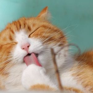 Un chat roux se lèche les poils de la patte avec sa langue rose râpeuse