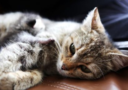 photo d'une chatte tigrée qui dort avec son chaton contre elle