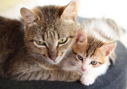 photo d'une chatte tigrée aux yeux verts avec son chaton