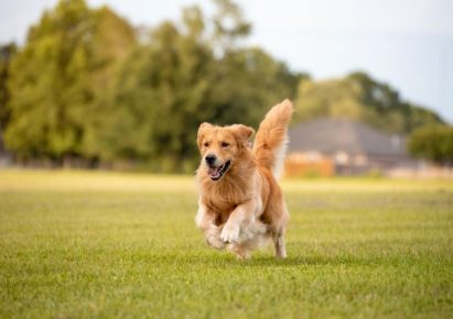 photo d'un chien marron qui court dans la campagne