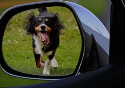 chien qui court derrière une voiture