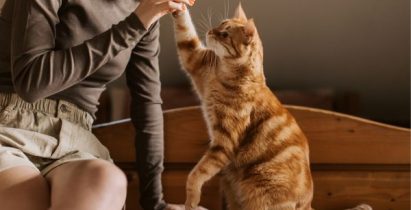 choisir son pet sitter photo d'un chat qui tend sa patte dans la main d'une femme