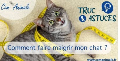 comment faire maigrir mon chat comment faire maigrir mon chat