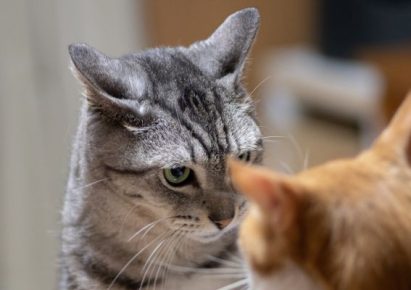 photo d'un chat gris qui fixe de son regard un chat roux vu de dos