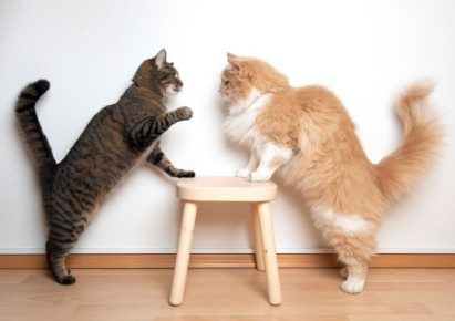 photo de deux chats qui se dressent face à face