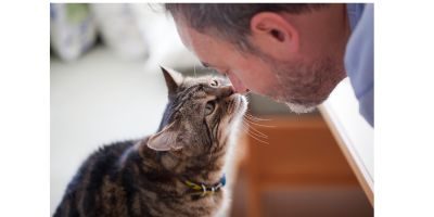 un homme frotte son nez contre celui de son chat tigré