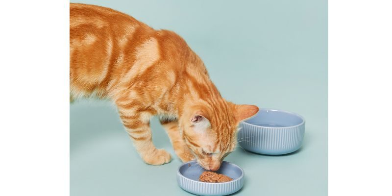 croquettes hypo allergénique chat