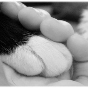 une photo en noir et blanc d'une patte d'un animal dans la main d'un humain