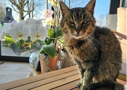 Une chatte tigrée marron est assise et regarde vers l'objectif