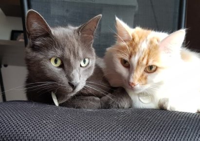 un chat roux et blanc est couché contre un chat gris