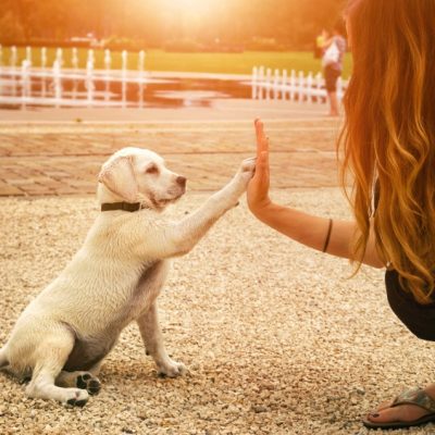 un chiot blanc tape avec sa patte dans la main dune femme accroupie face à lui