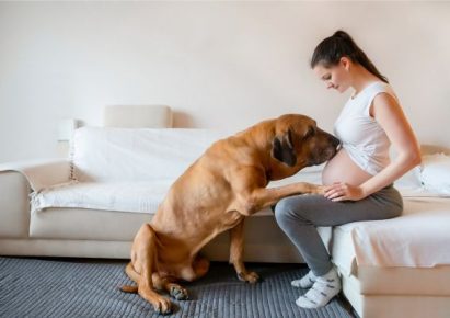 femme enceinte chien