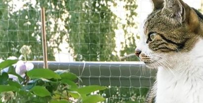photo d'un chat blanc et gris derrière un filet de protection pour chat