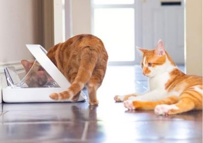 un chat roux mange dans une gamelle blanche