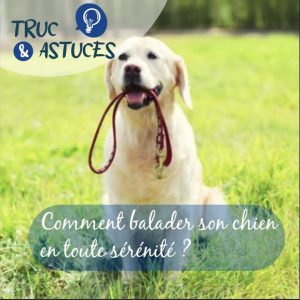 Un chien labrador beige est assis et tient une laisse dans sa gueule