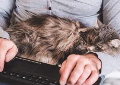 un chat tigré dort sur les bras d'un homme qui travaille sur un ordinateur