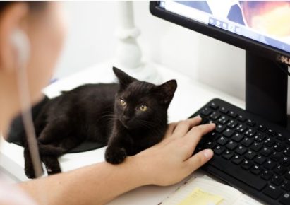 un chat noir dort sur la main d'un homme qui travaille sur un clavier d'ordinateur