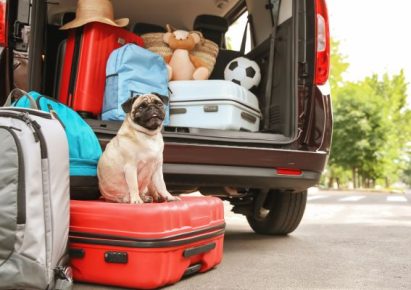 voyager avec son chien photo d'un chien carlin avec des valises pour un départ en vacances